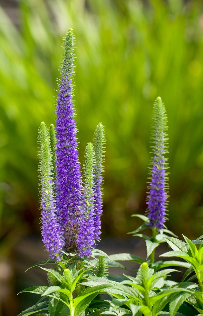 Veronica spicata
