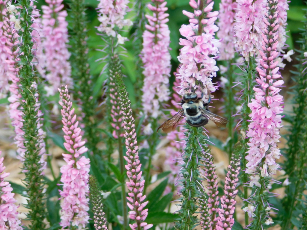 Pollinator on flower