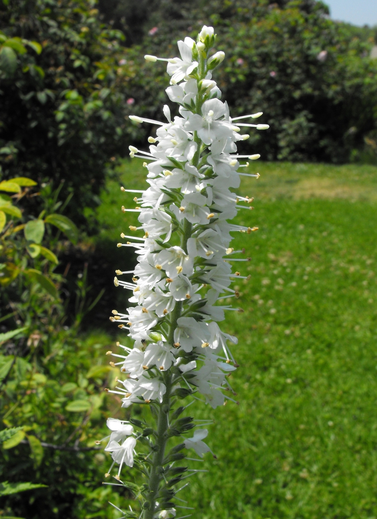 'Alba' flower