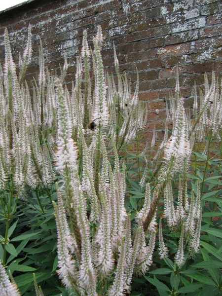 Veronicastrum virginicum