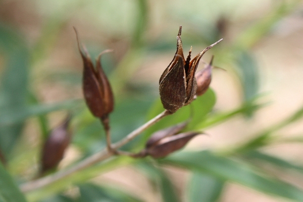 Veronicastrum virginicum