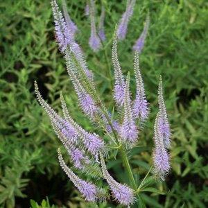 Veronicastrum virginicum