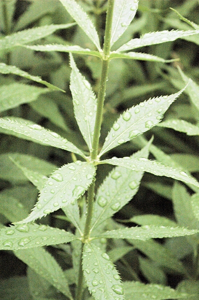 Veronicastrum virginicum