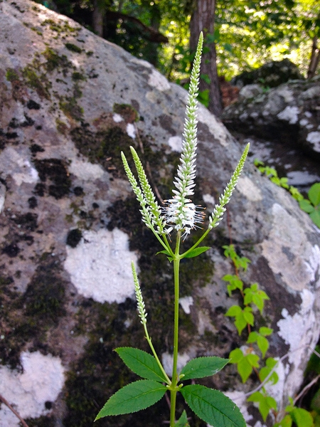 Veronicastrum virginicum