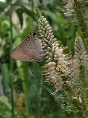 Veronicastrum virginicum