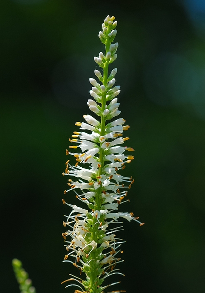 Veronicastrum virginicum