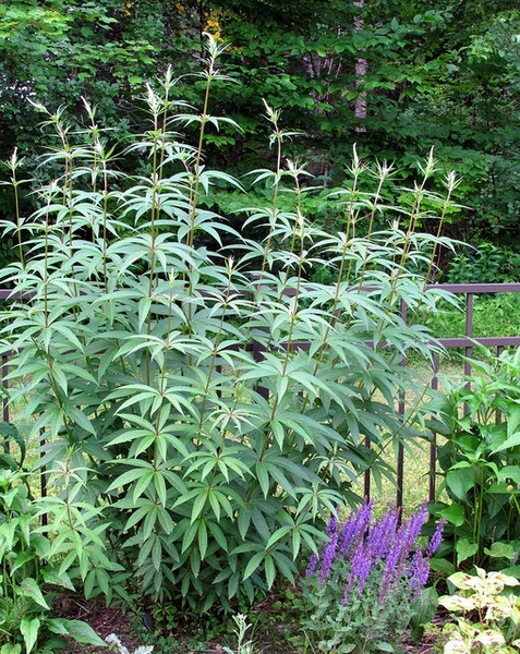 Veronicastrum virginicum