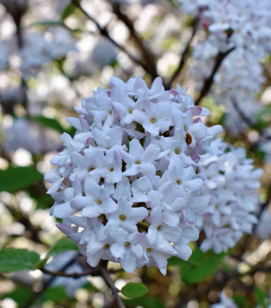 'Spiro Spice Girl' Flower - Wake Co., NC