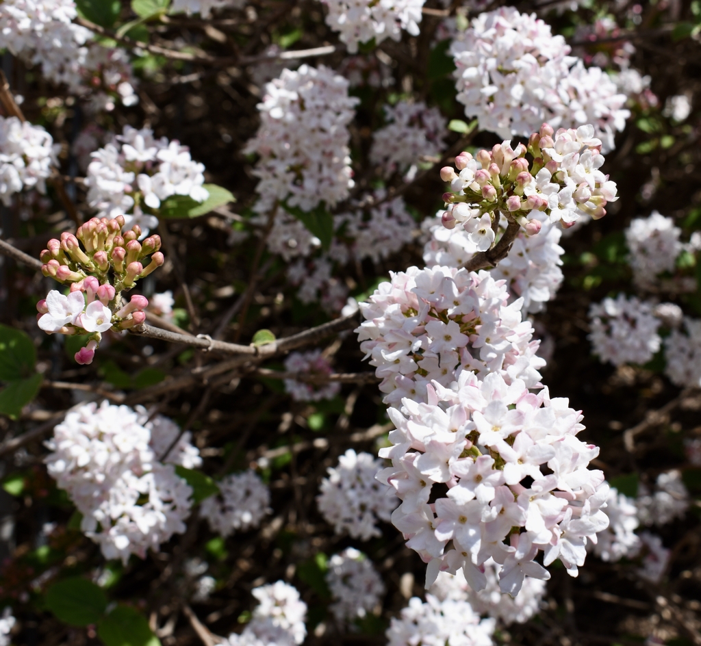 'Spiro Spice Girl' Flowers & Buds - Wake Co., NC