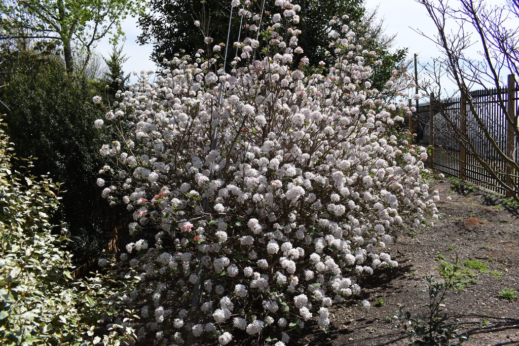 'Spiro Spice Girl' Form - Wake Co., NC