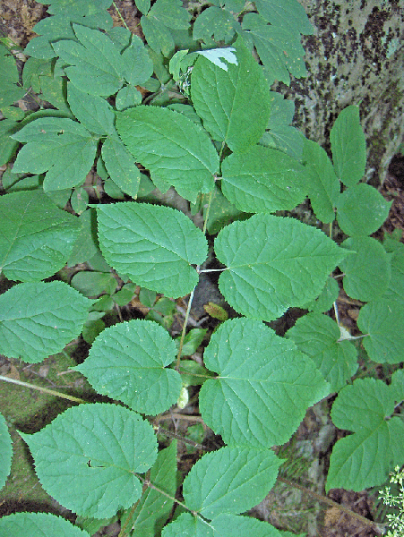 Leaves