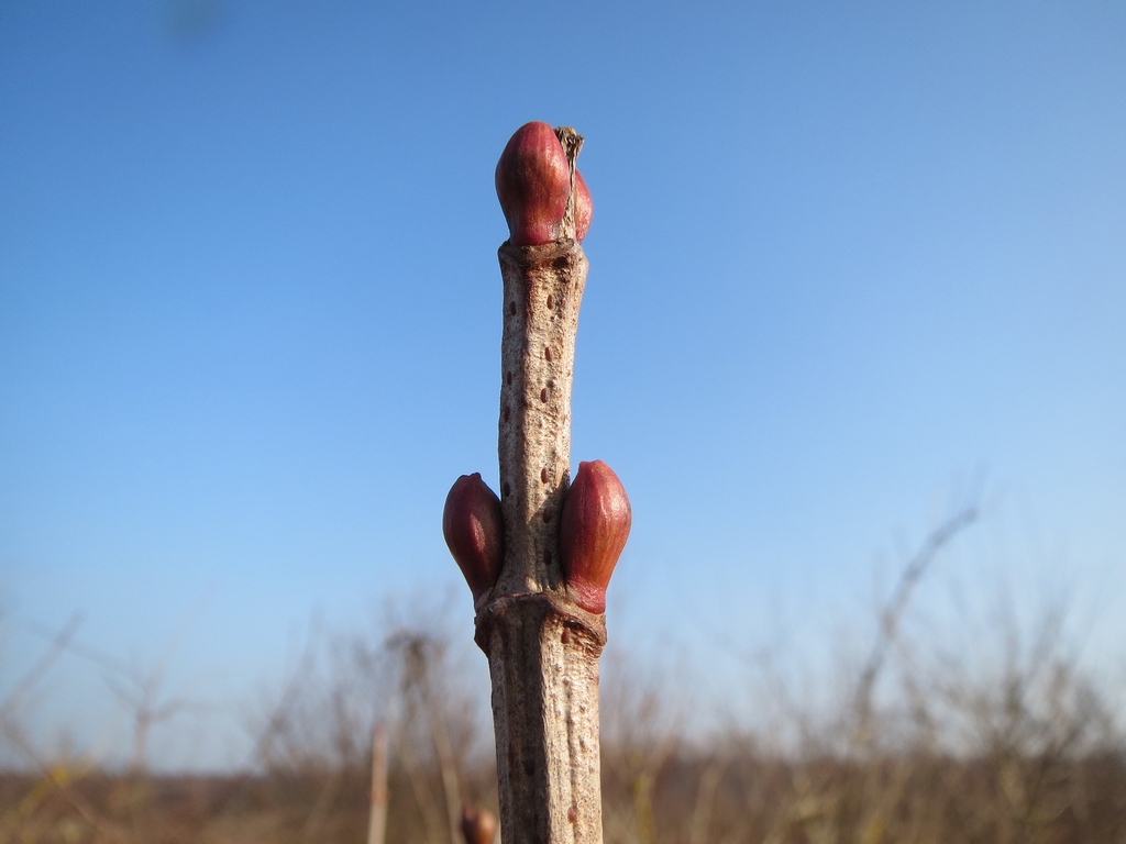 Stem with buds