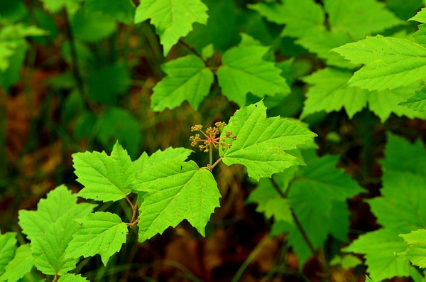 Leaves