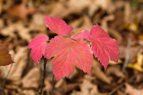Fall color