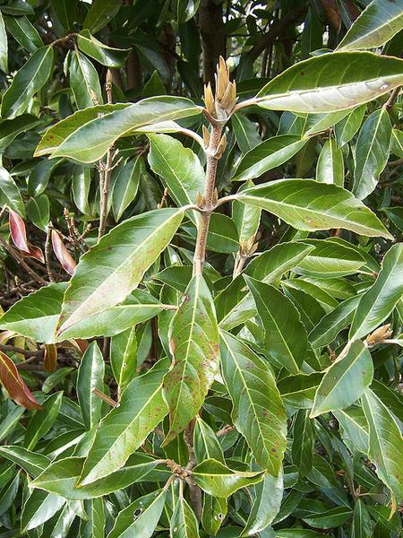 Viburnum awabuki 'Chindo' 