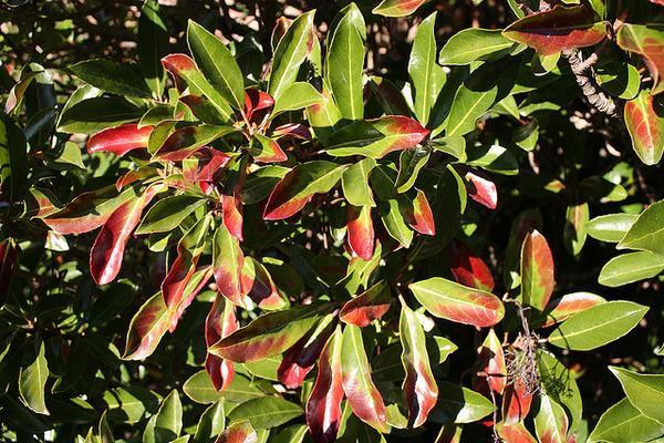 Viburnum awabuki 'Chindo'