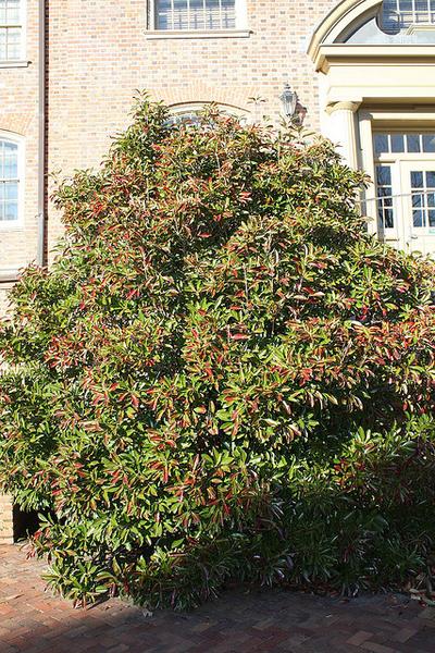 Viburnum awabuki 'Chindo'