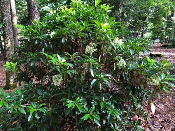 Viburnum awabuki 'Chindo' 