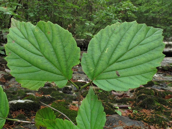 Viburnum bracteatum
