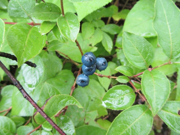 Fruit