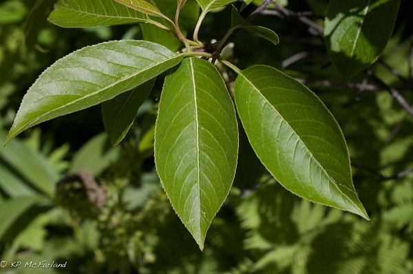 Leaves