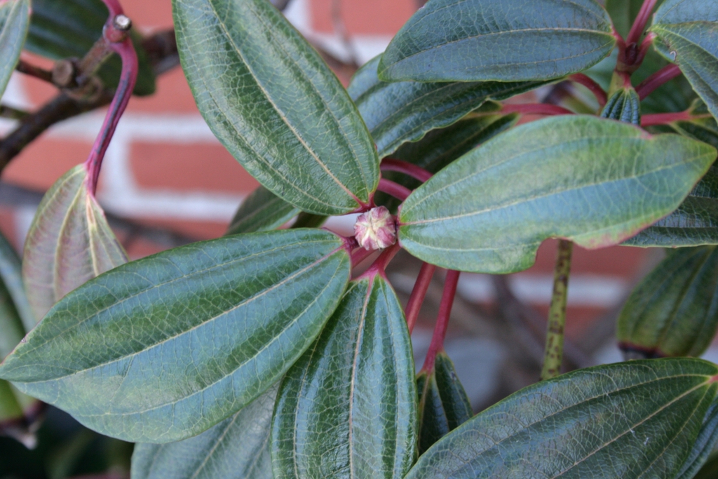 Leaf closeup