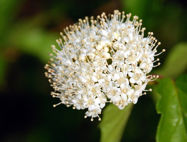 Flower detail