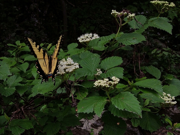 Flower with butterfly