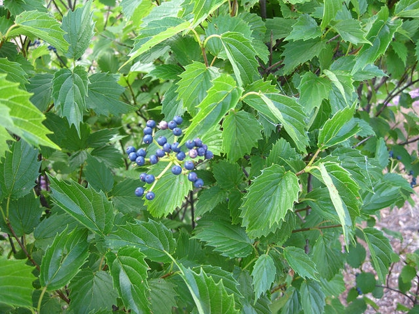 Leaves and fruit