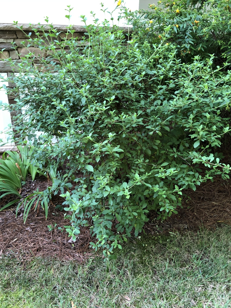 Viburnum foetidum