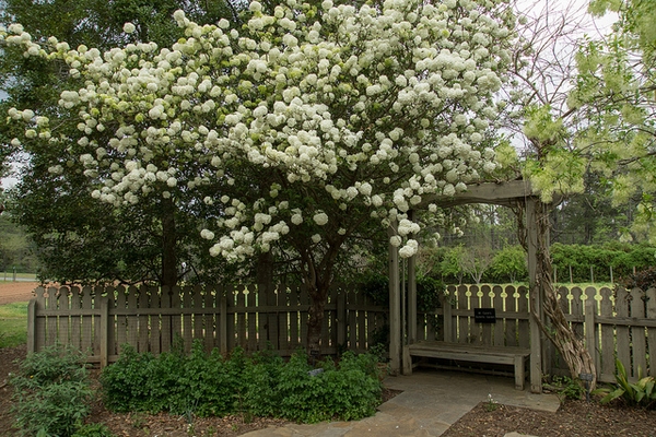 Large shrub shading an arbor & bench; spherical flower clusters