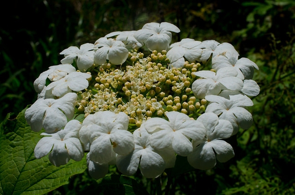 Flower detail