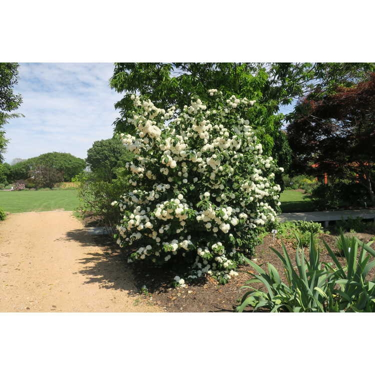 Viburnum plicatum 'Mary Milton'