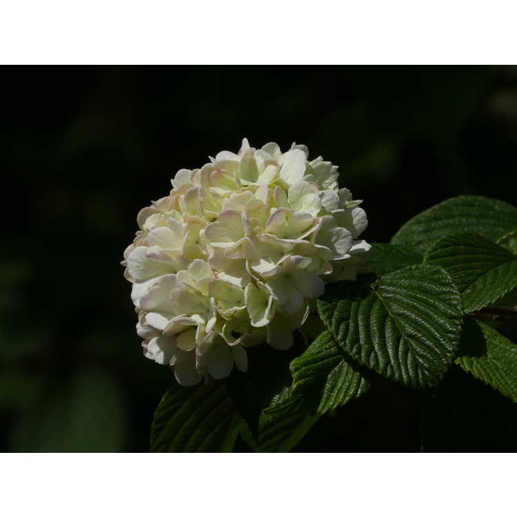 Viburnum plicatum 'Mary Milton'