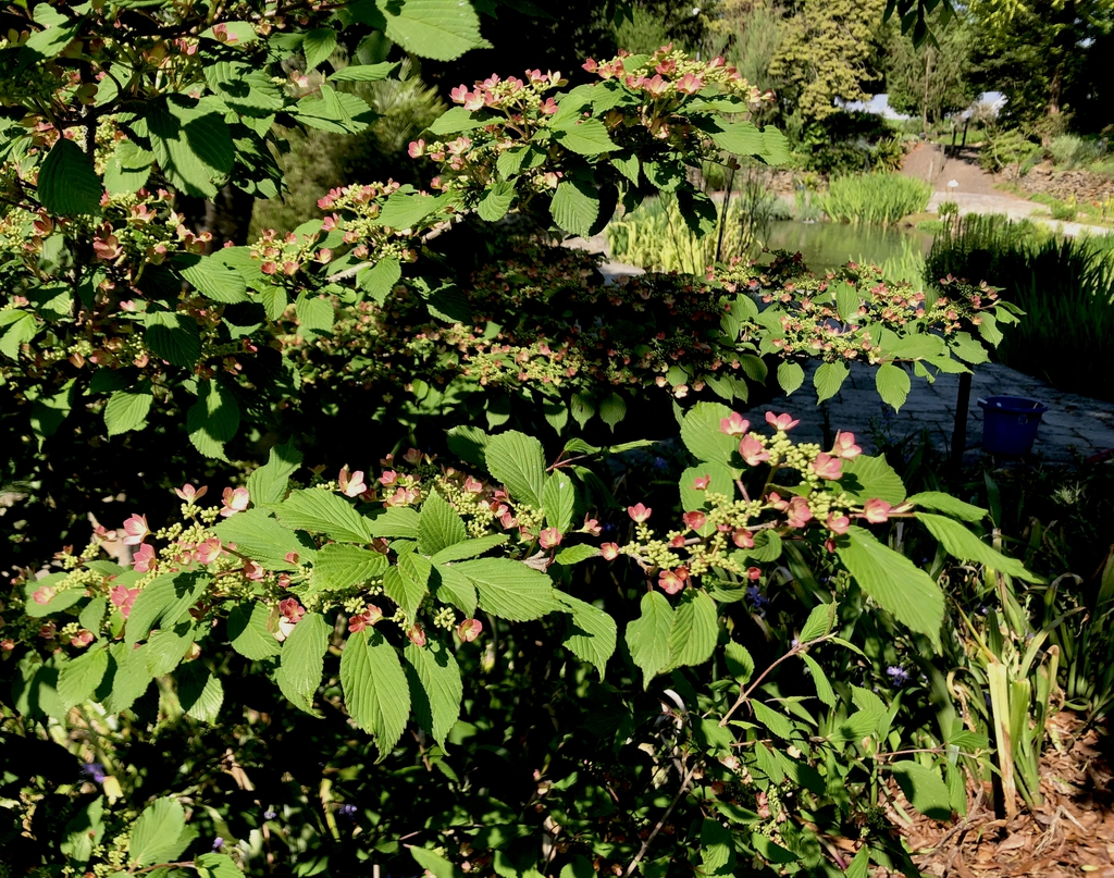 Viburnum plicatum "Molly Schroeder", April 20 (Wake County, NC)