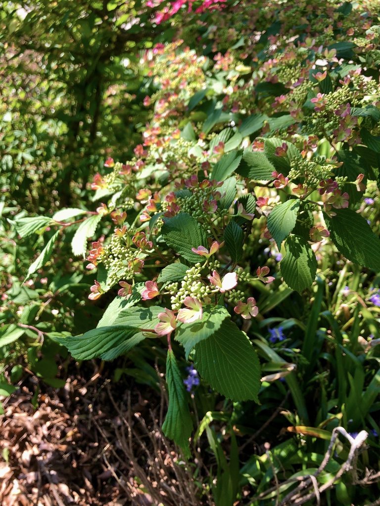 Viburnum plicatum "Molly Schroeder", April 20 (Wake County, NC)