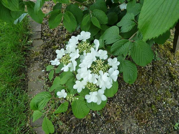 Leaf and flower detail