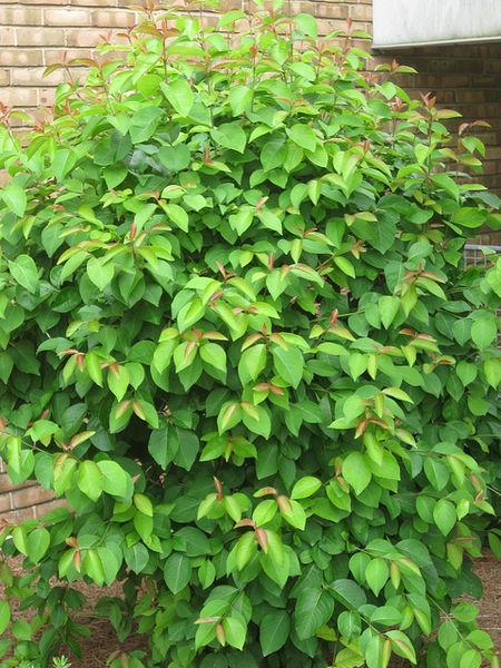 Viburnum prunifolium