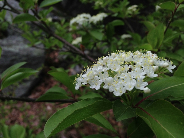 Viburnum prunifolium
