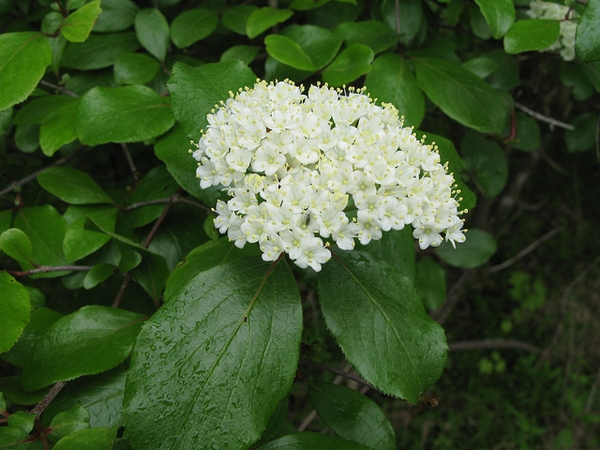 Viburnum prunifolium