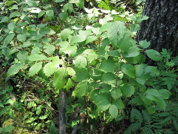 Form