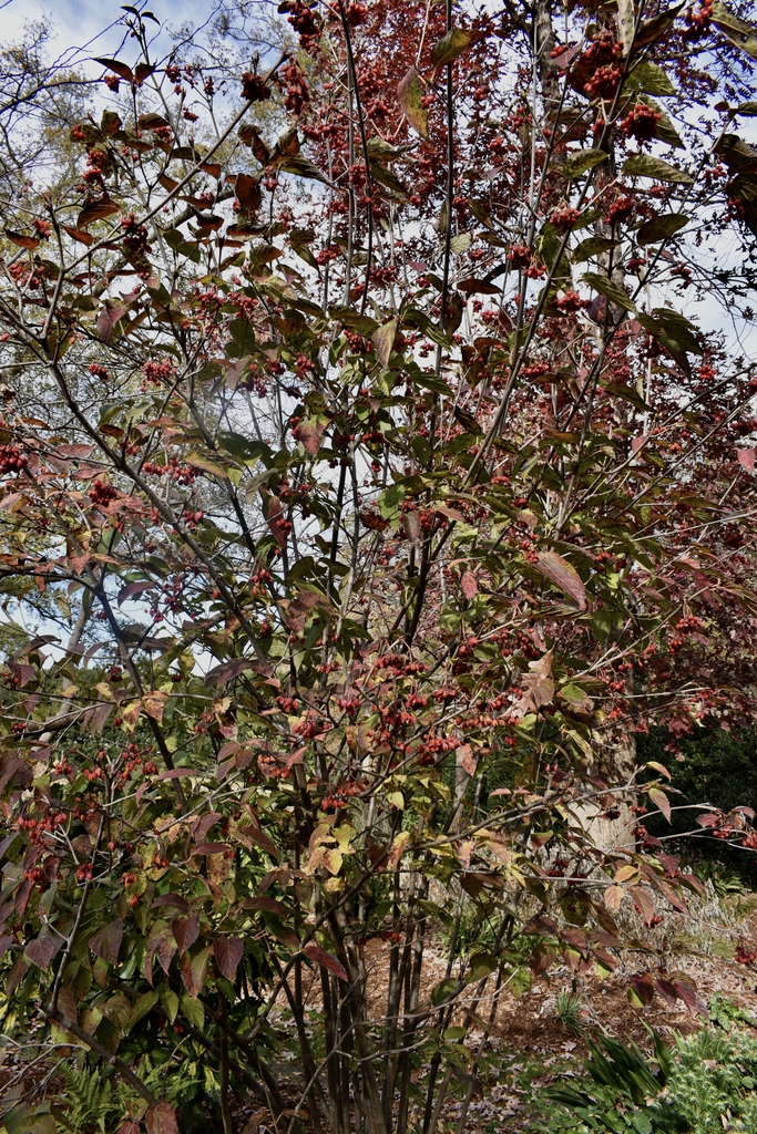 Form - Nov. 29 - Wake Co., NC