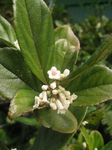 Viburnum suspensum