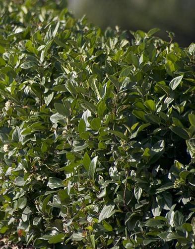 Viburnum suspensum