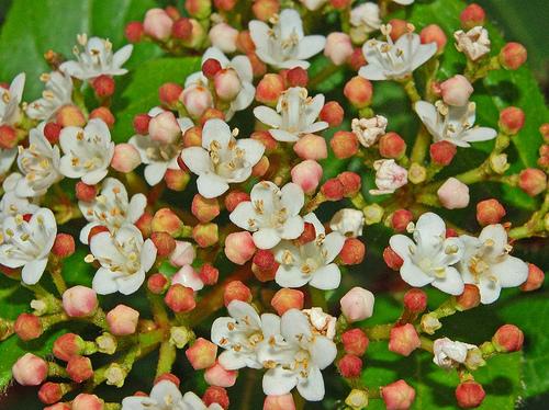 Flower Cluster