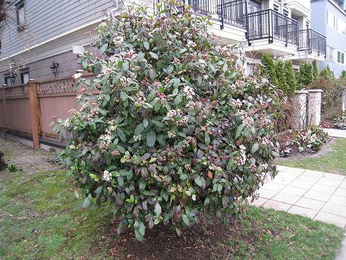 Habit