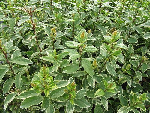 Viburnum tinus 'Variegatum' foliage
