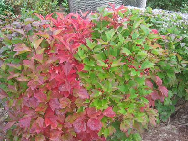 Viburnum opulus