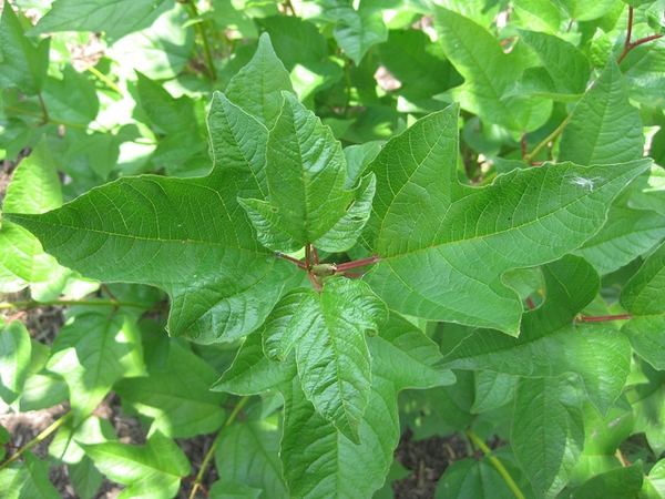 Viburnum opulus