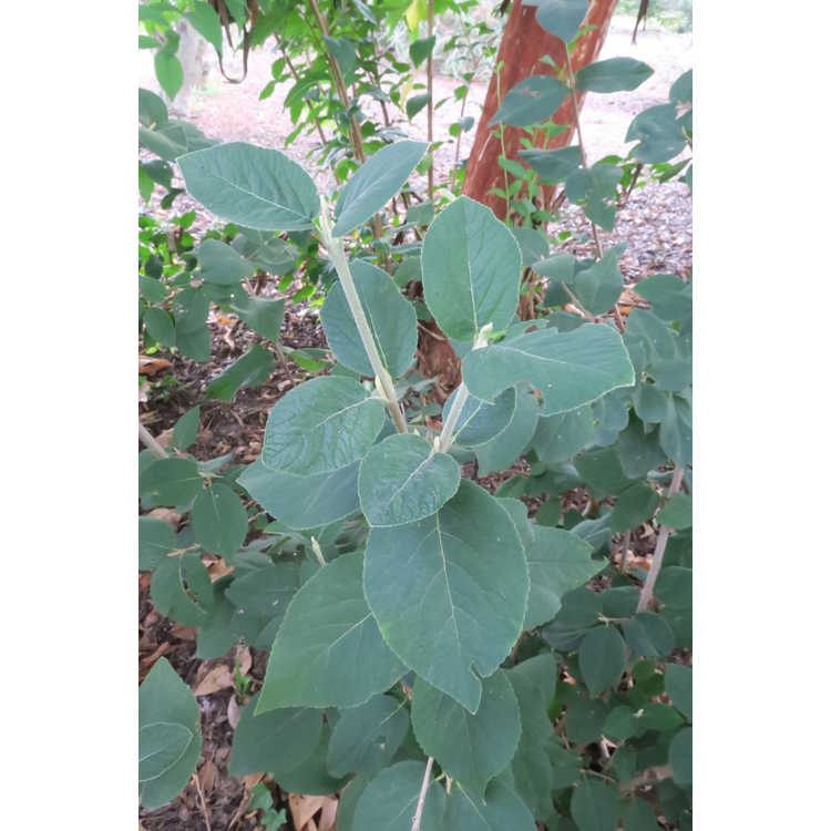 Leaves